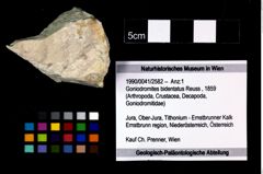 Foto (Objekt + Etikett) von Goniodromites bidentatus (Reuss, 1859)  (NHMW-GEO-1990-0041-2582)